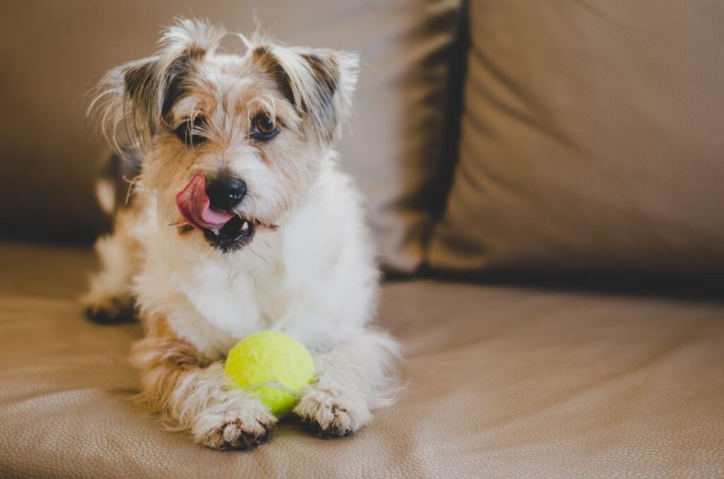 Adorable terrier puppy playing with a tennis ball on a cozy brown couch, licking its nose.